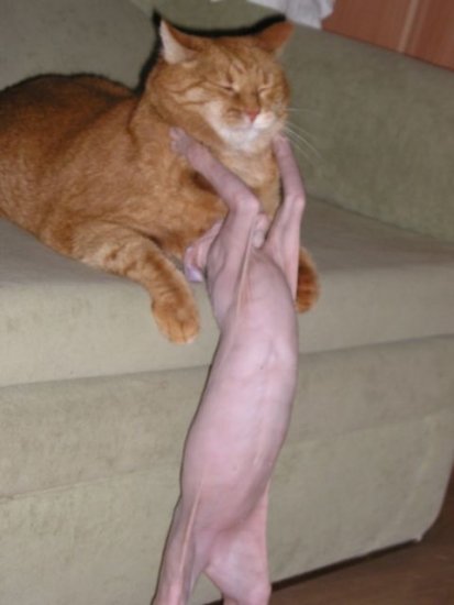post-16308-0-98402100-1363785991_thumb.jpg