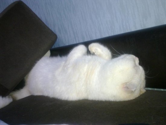 post-2541-0-99478900-1451291953_thumb.jpg