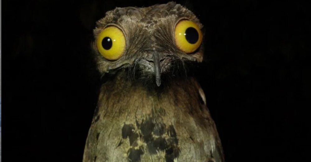 Wurik