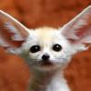 fennecfox