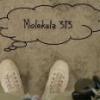 Molekula313